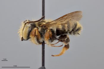Media type: image;   Entomology 790842 Aspect: habitus lateral view